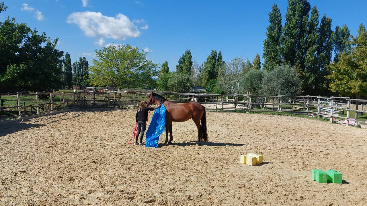 PENSIONS Prés, Paddocks,Retraite, Box...es