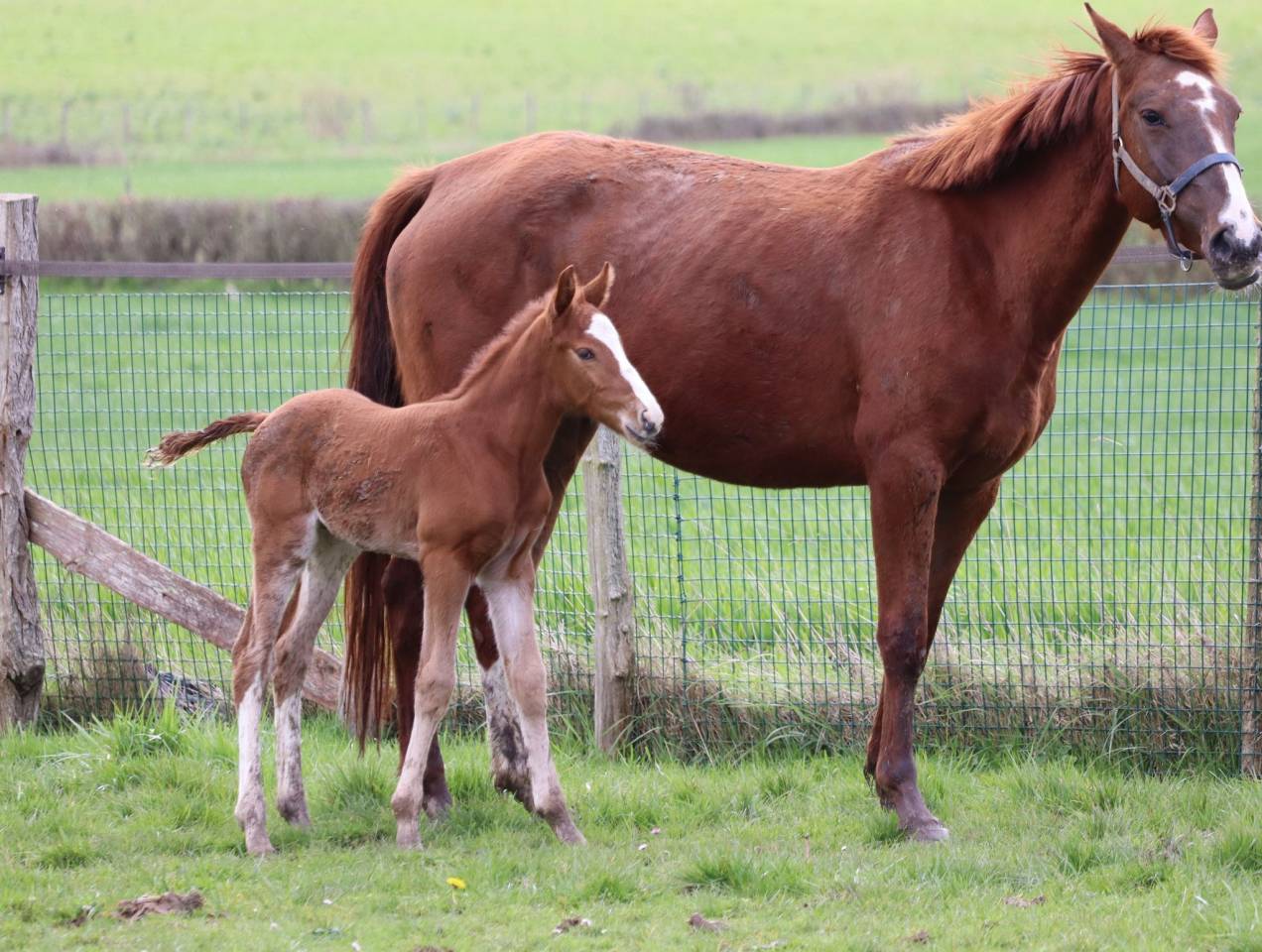 Poulain 2 ans SF par Jilbert van’t Ruytershof