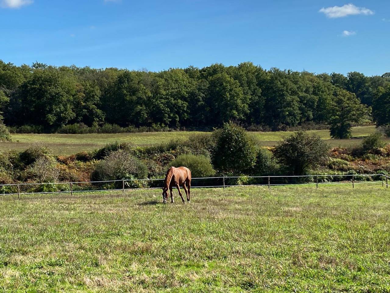 ECURIES DE CHAMBORET - Pension chevaux (87)