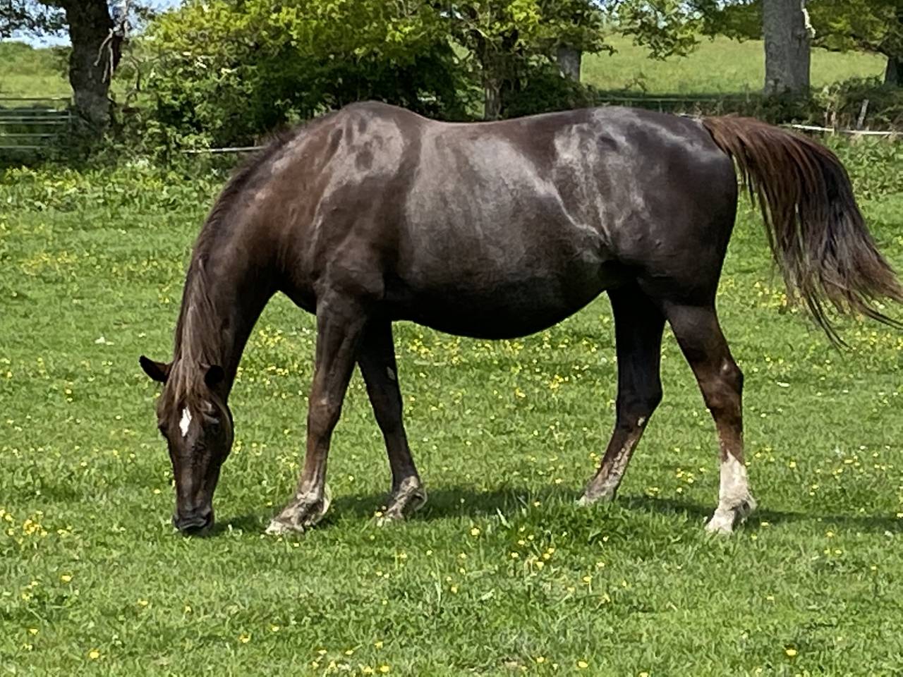 ECURIES DE CHAMBORET - Pension chevaux (87)
