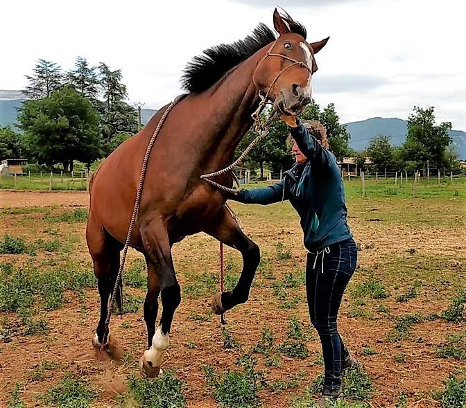 Comportementaliste équin SFECA
