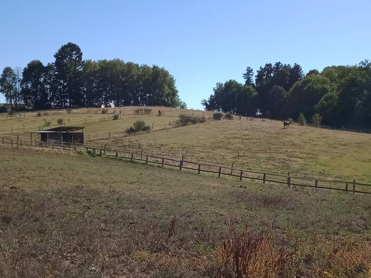Écurie valorisation jeunes chevaux 