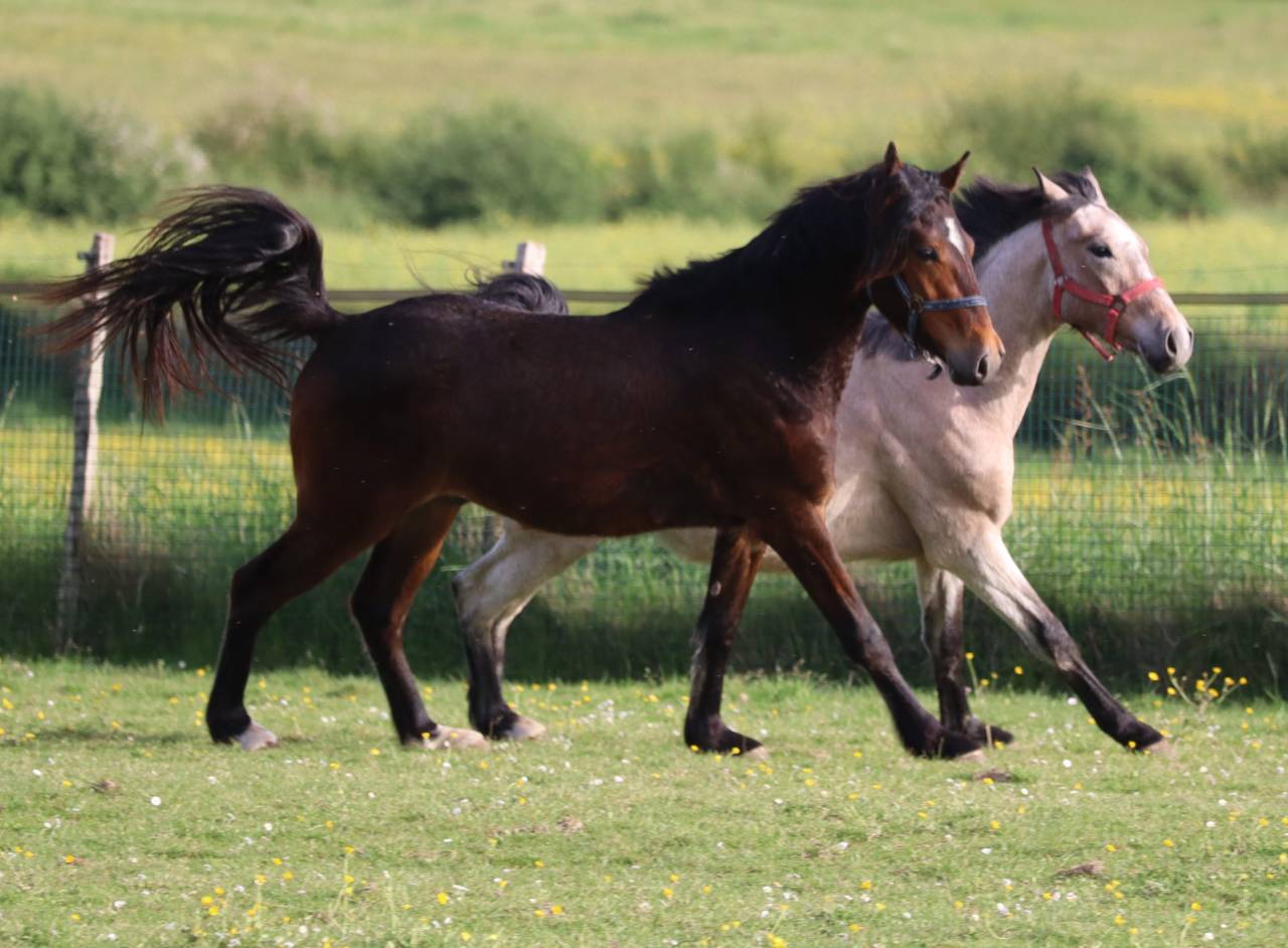 Hongre PFS 2 ans par Montbazillac du lin 