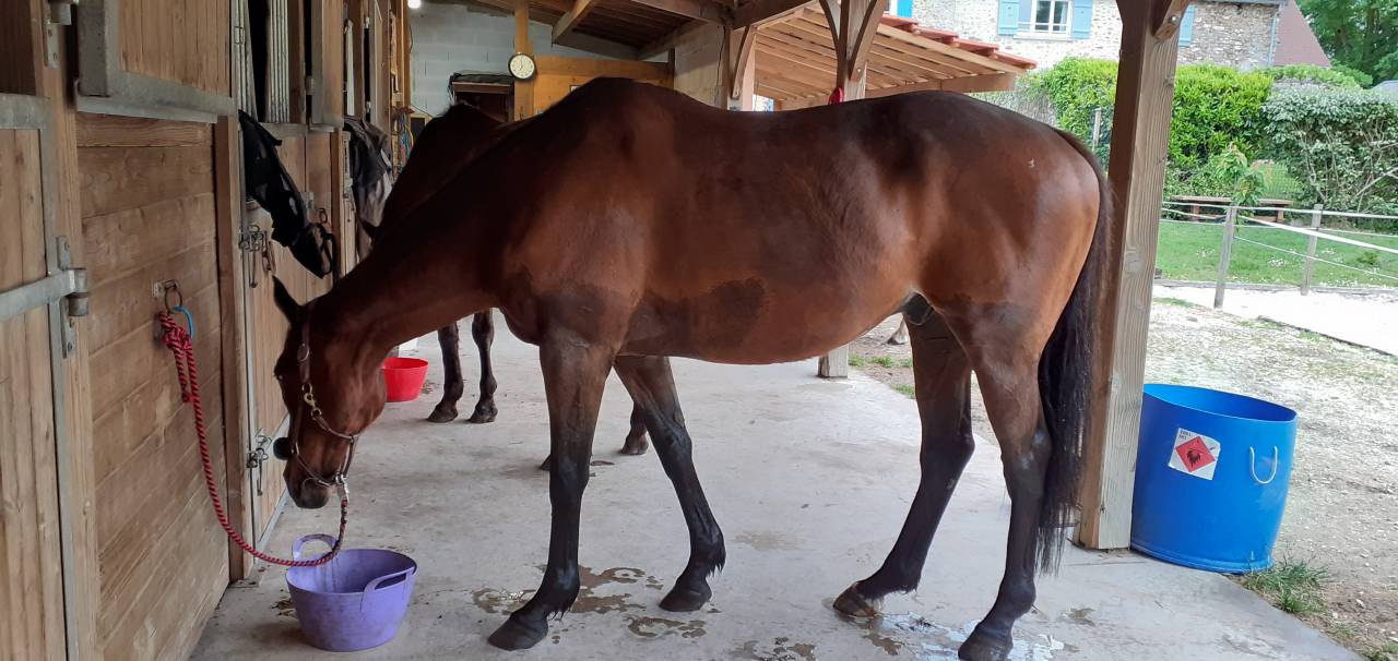 Pension Nature - Pension chevaux (77)