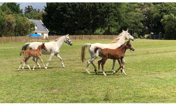 Pension chevaux, retrait&eacute;s, cavaliers d'ext&eacute;rieurs,