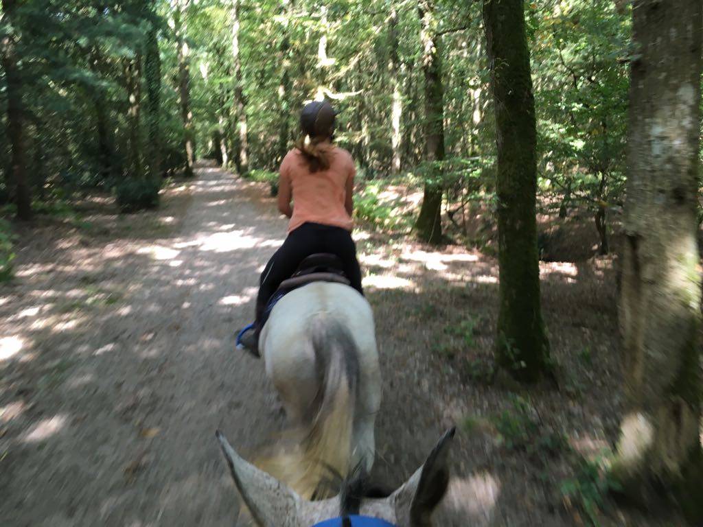 Pension chevaux, retrait&eacute;s, cavaliers d'ext&eacute;rieurs,