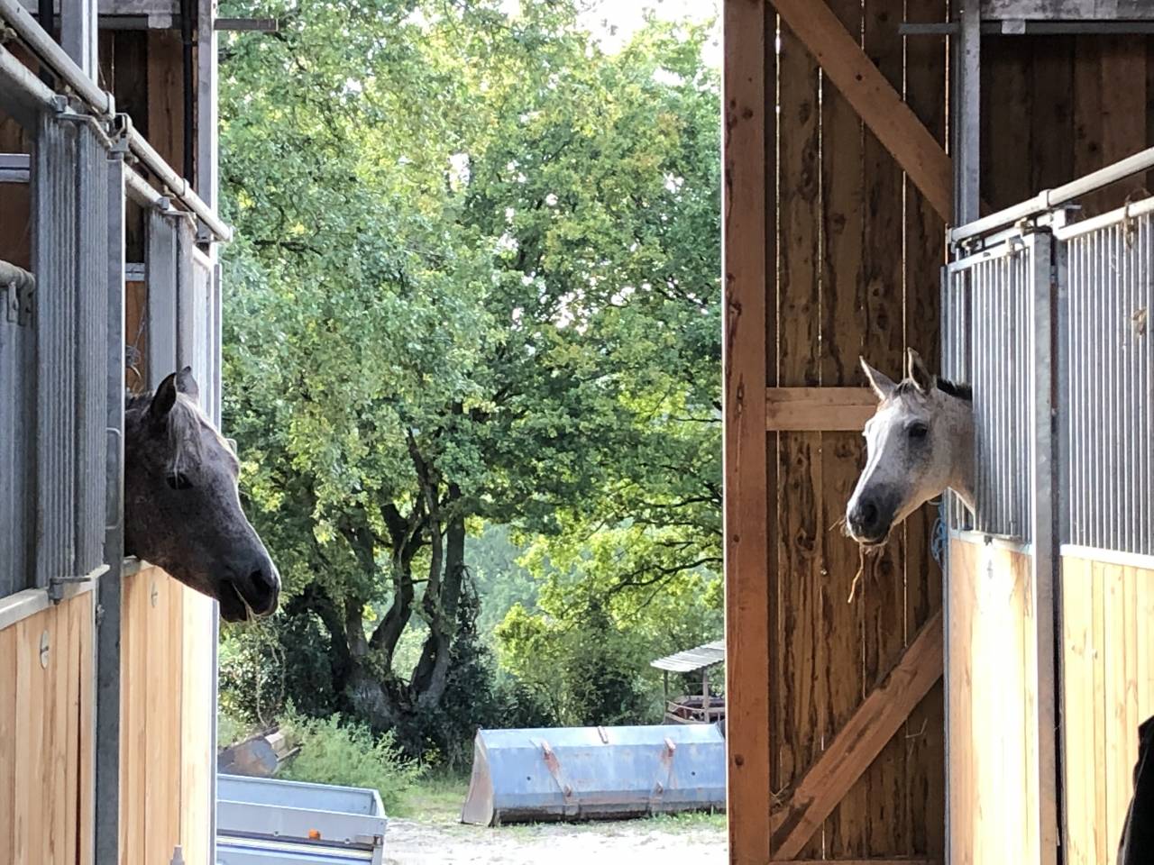 Pension chevaux, retrait&eacute;s, cavaliers d'ext&eacute;rieurs,