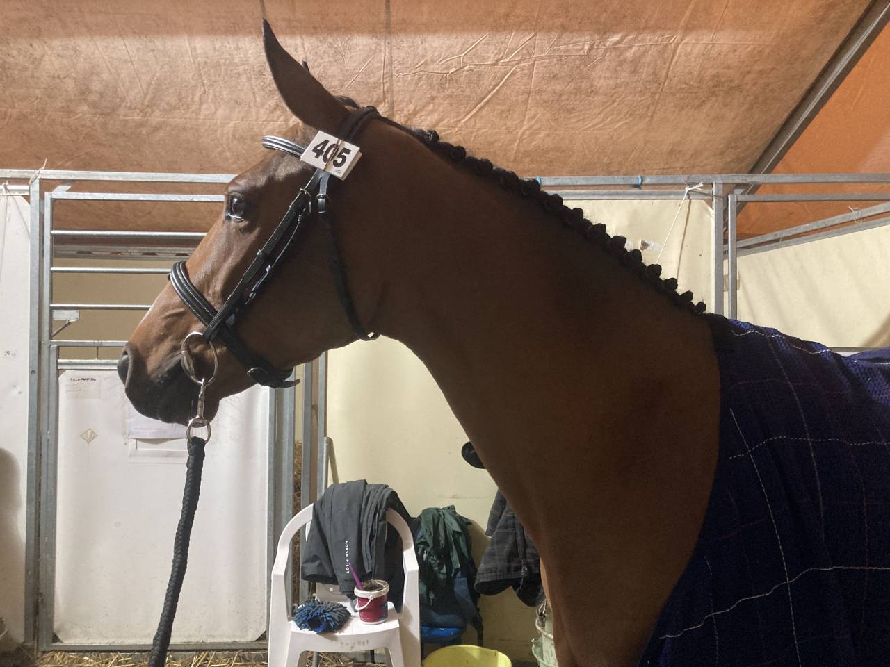 Débourrage / Rééducation   Cavalière / groom     77