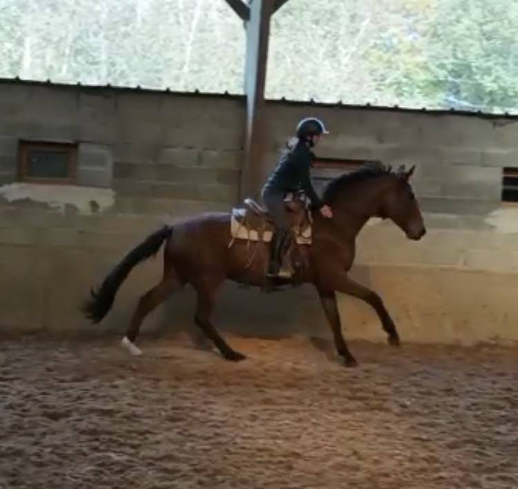 Débourrage / Rééducation   Cavalière / groom     77