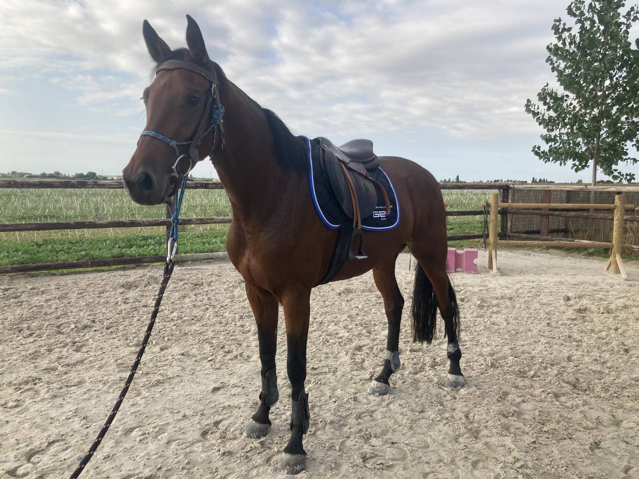 Débourrage / Rééducation   Cavalière / groom     77