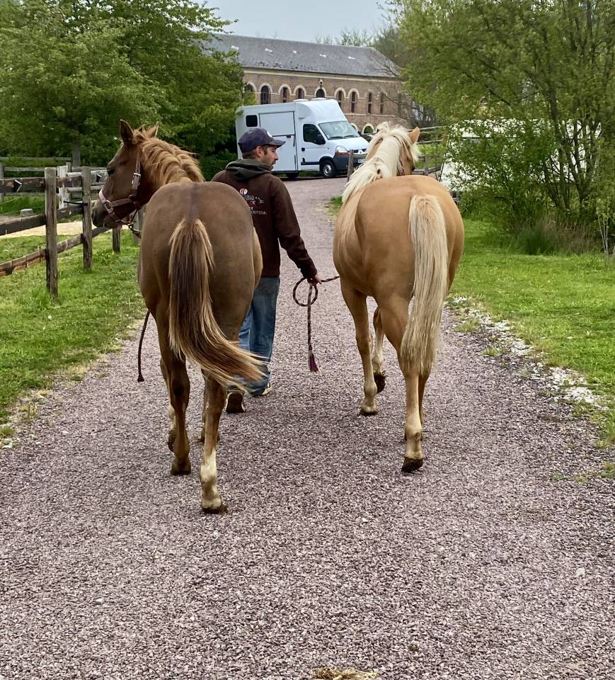 Pension MJstables - Ecurie de propriétaires (14)