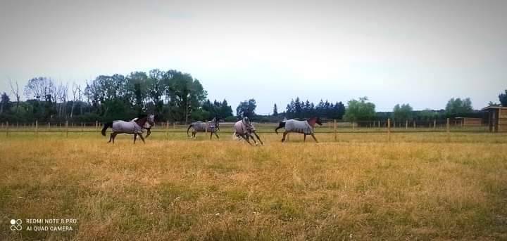 Pension Box/Pr&eacute;/Terrasse - Ecuries de Fontaines (41)