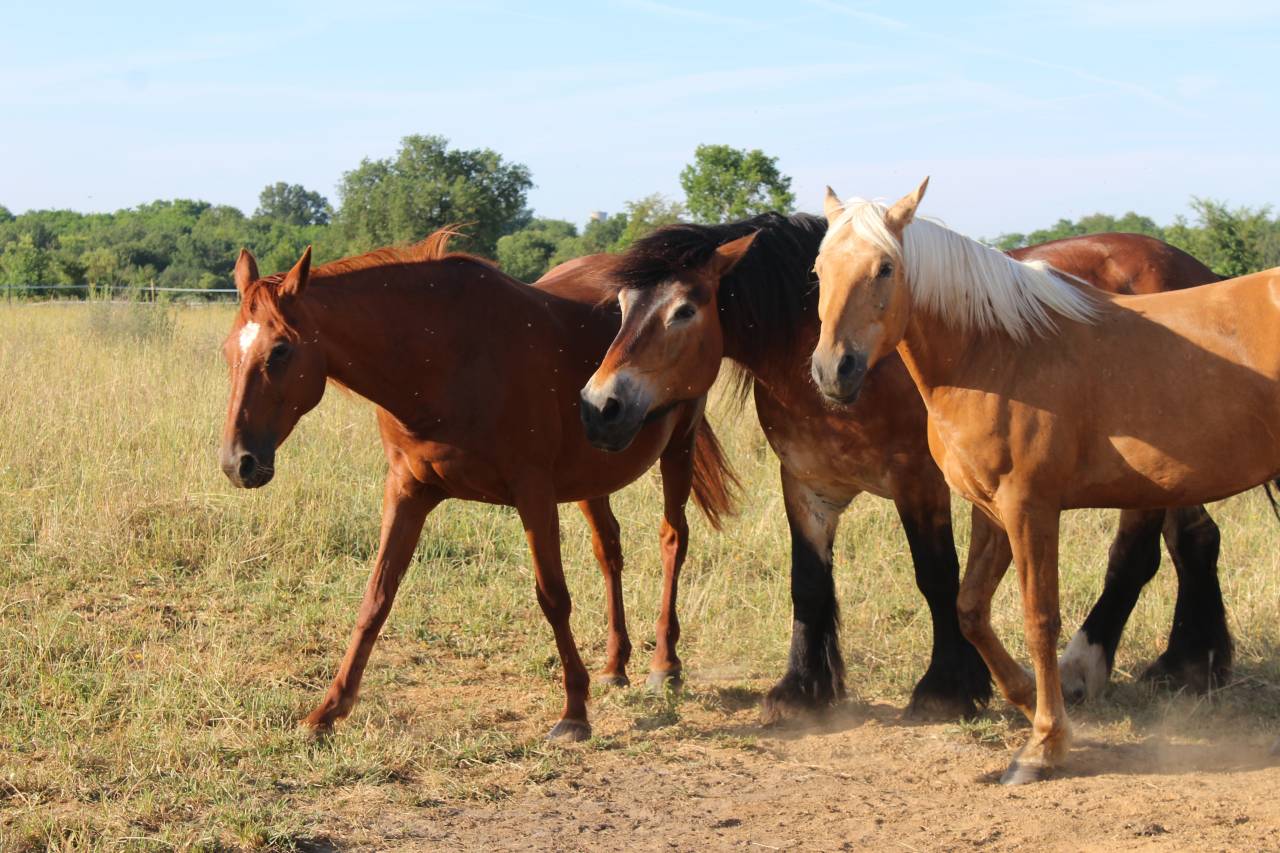 Stage en ferme équestre