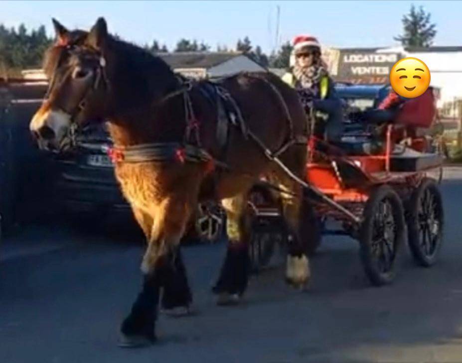 Stage en ferme équestre