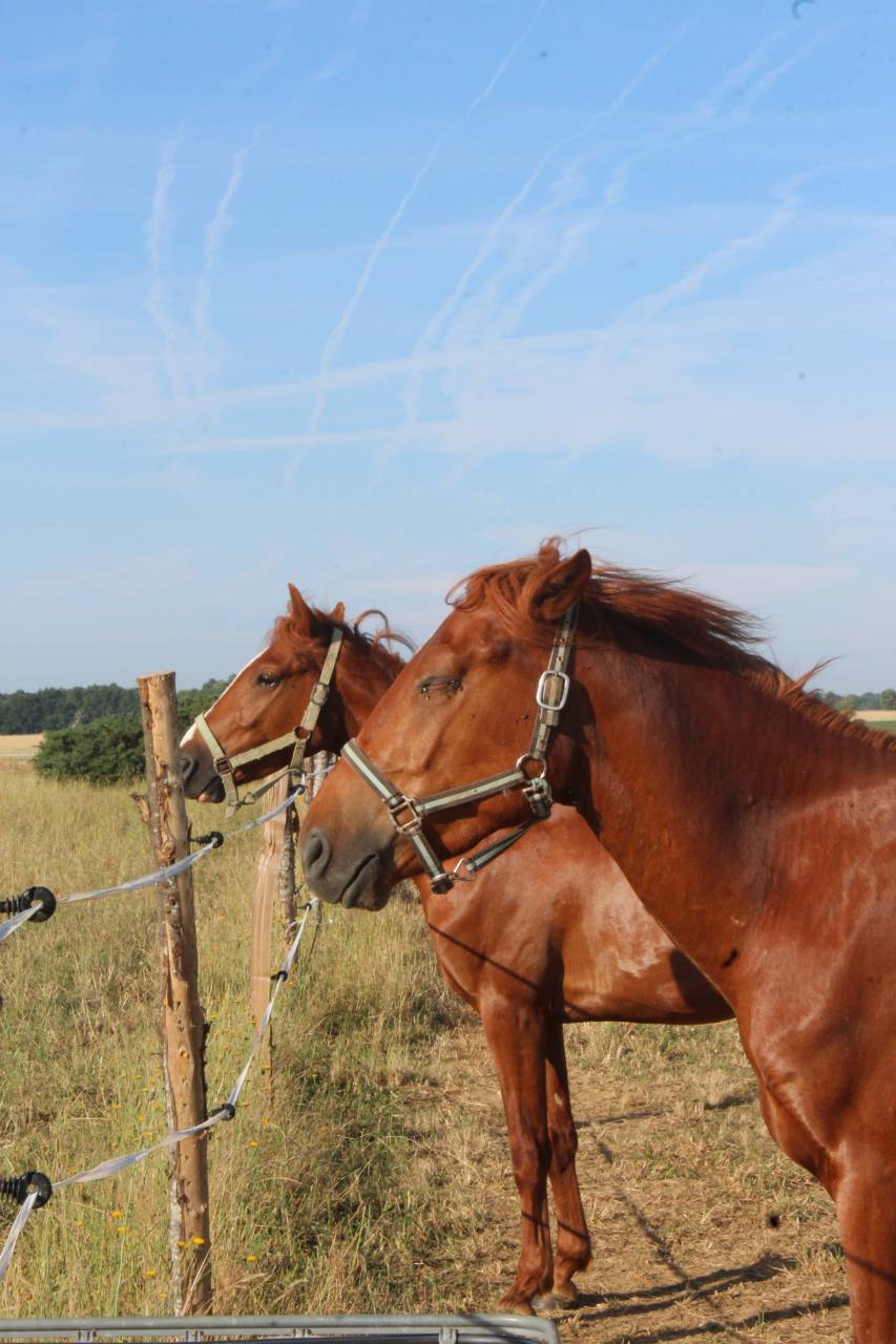 Stage en ferme équestre