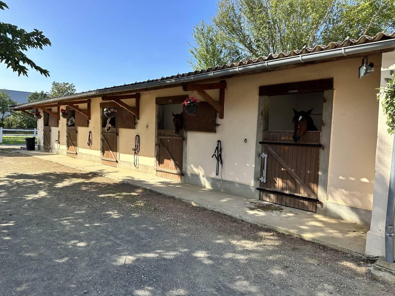 Ecurie de dressage - Roussel Dressage Horse (72)