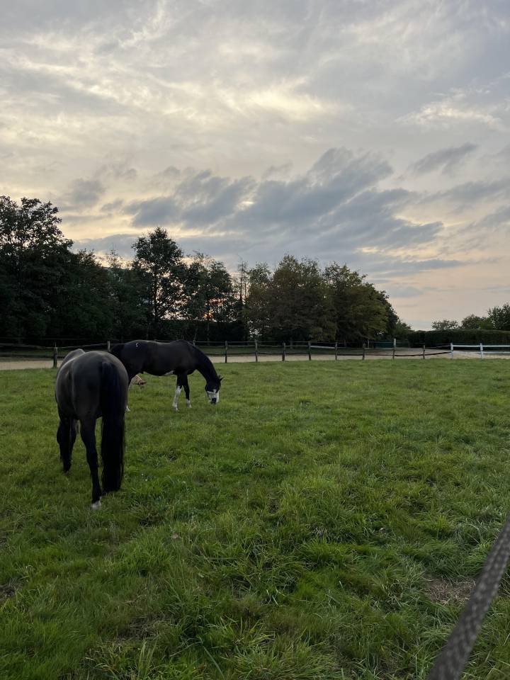 Ecurie de dressage - Roussel Dressage Horse (72)