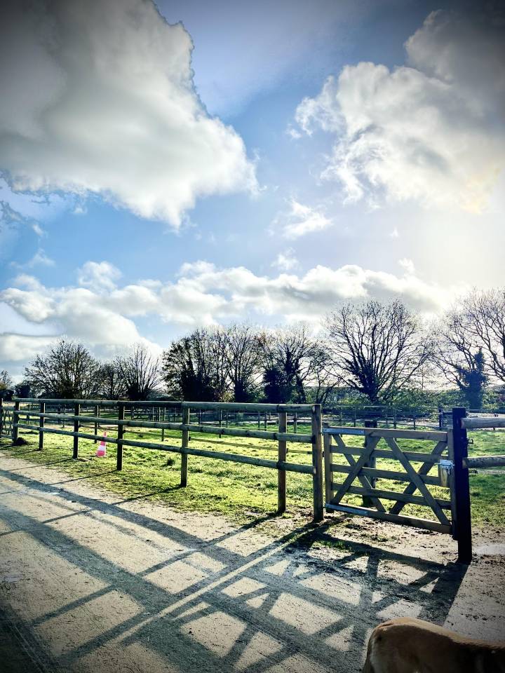 Ecurie de dressage - Roussel Dressage Horse (72)