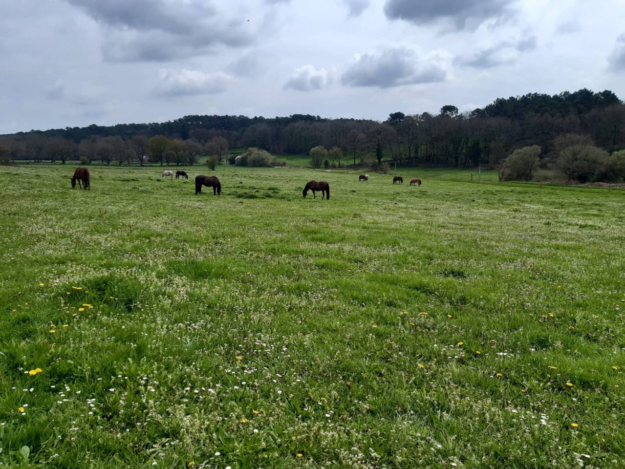 Pension chevaux - Ecurie Elodie Clero (56 - 	Trefflean)