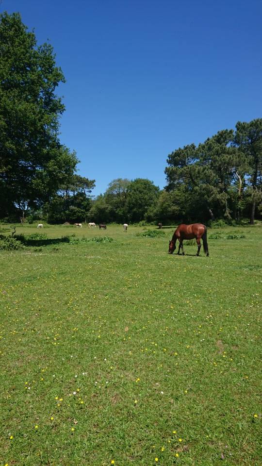 Pension chevaux - Ecurie Elodie Clero (56 - 	Trefflean)