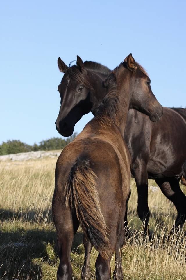 Saillie étalon Shagya, noir homozygote - qualifié CEN**