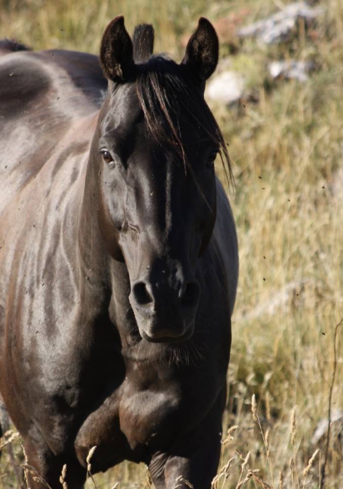 Saillie étalon Shagya, noir homozygote - qualifié CEN**