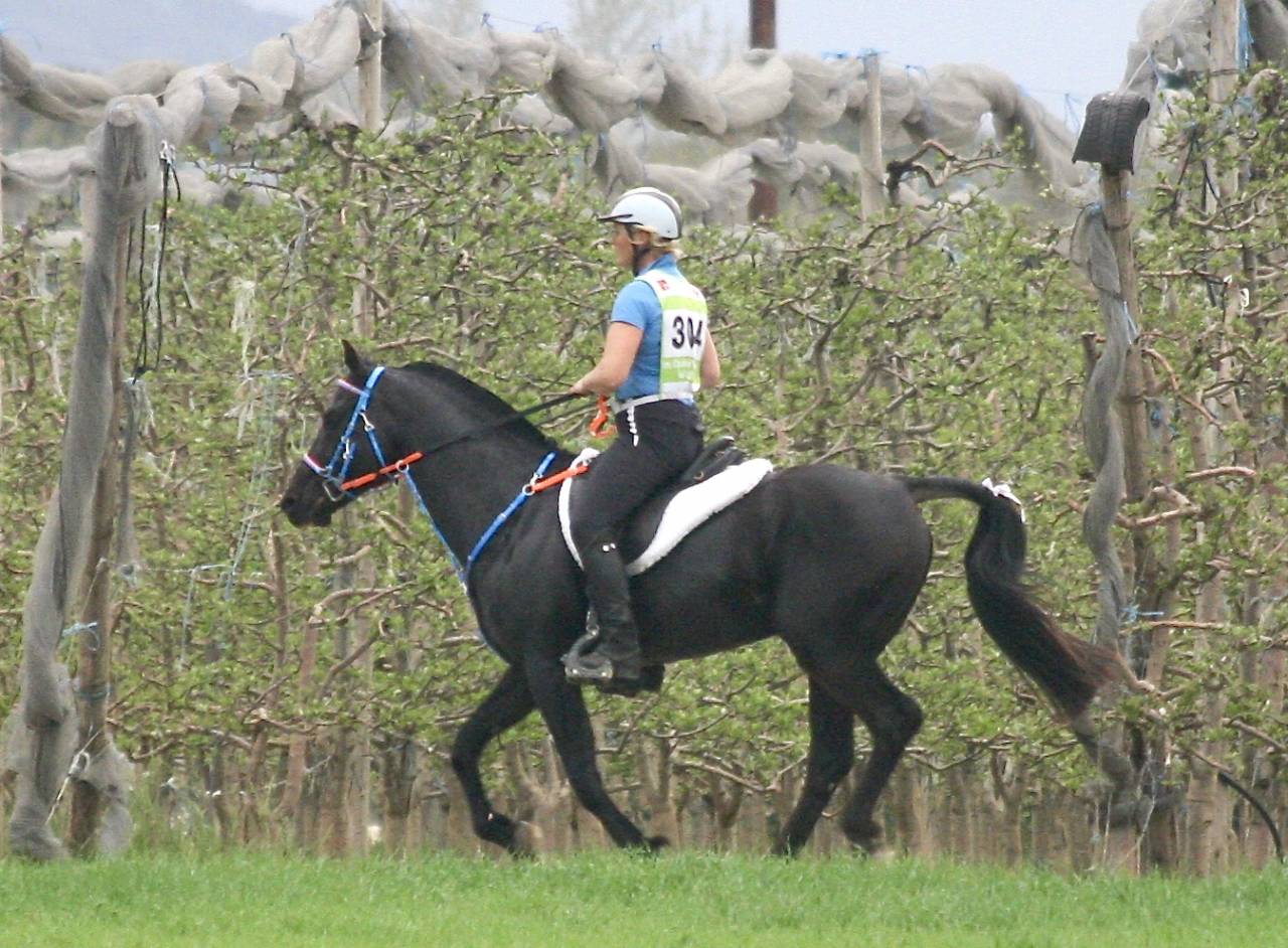 Saillie étalon Shagya, noir homozygote - qualifié CEN**