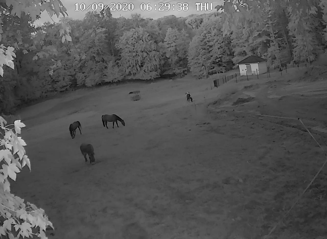 Pension pr&eacute; / stabulation - SCEA Bellefontaine (68 - Brechaumont)