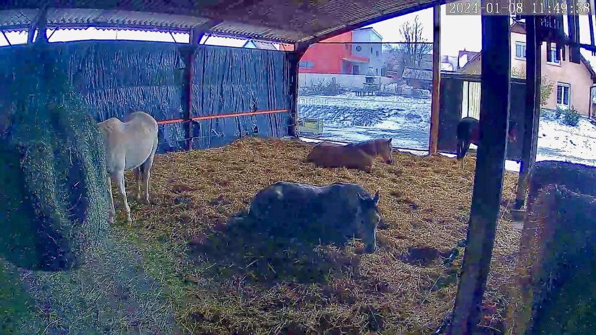 Pension pr&eacute; / stabulation - SCEA Bellefontaine (68 - Brechaumont)