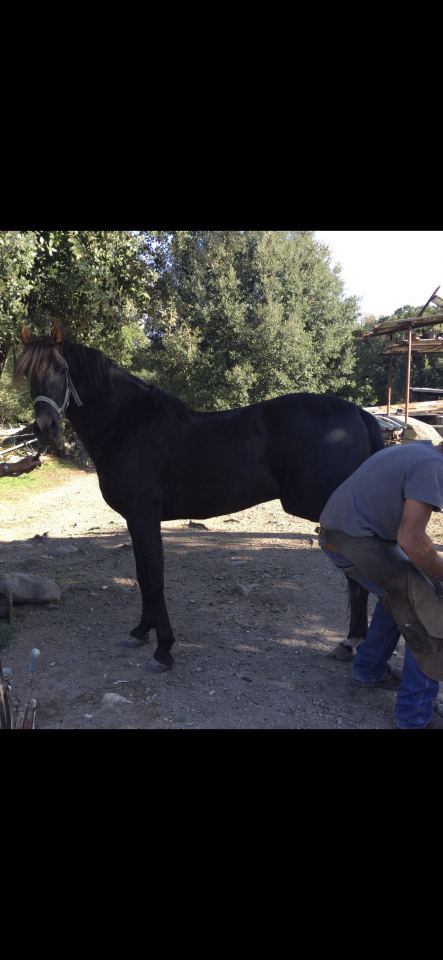 À Vendre Cheval Pure Race Espagnole 