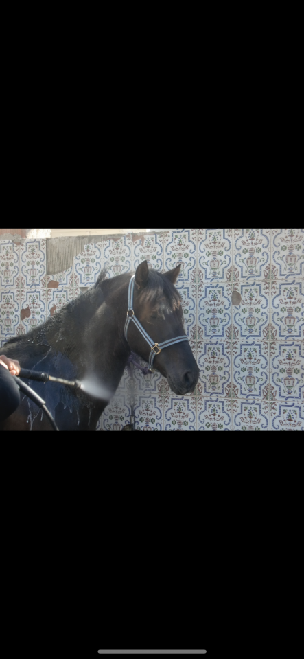 À Vendre Cheval Pure Race Espagnole 