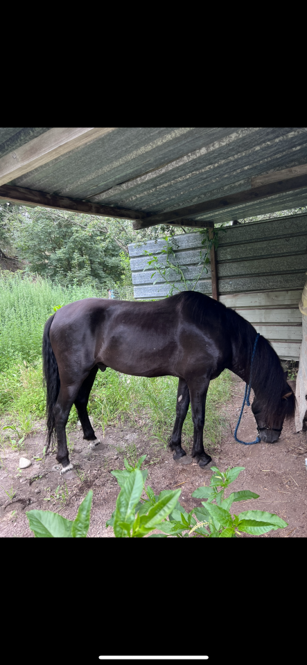 À Vendre Cheval Pure Race Espagnole 