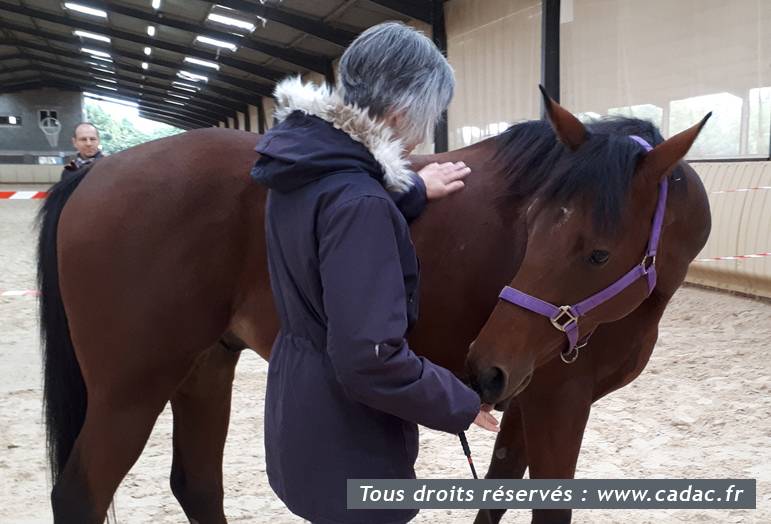 Formation Equicoaching : Devenir Equicoach