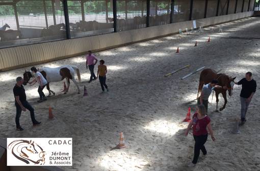 Formation Equicoaching : Devenir Equicoach