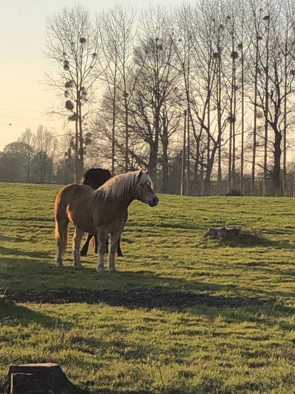 Pension 100% pr&eacute; chevaux /poneys 