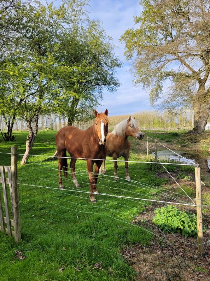 Pension 100% pr&eacute; chevaux /poneys 