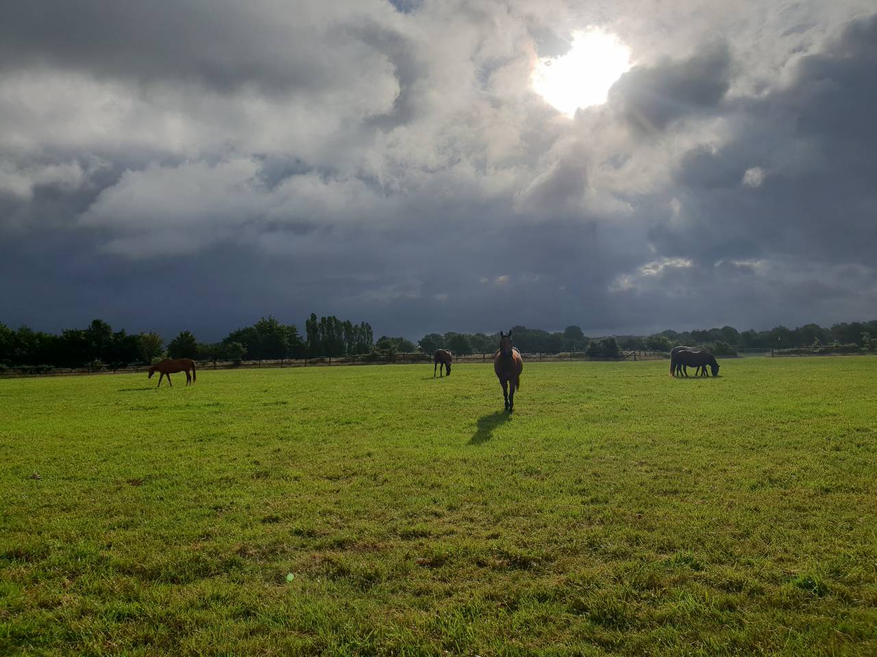 PENSION RETRAITE CHEVAUX/PONEY - Horse Lib (44 - Heric)