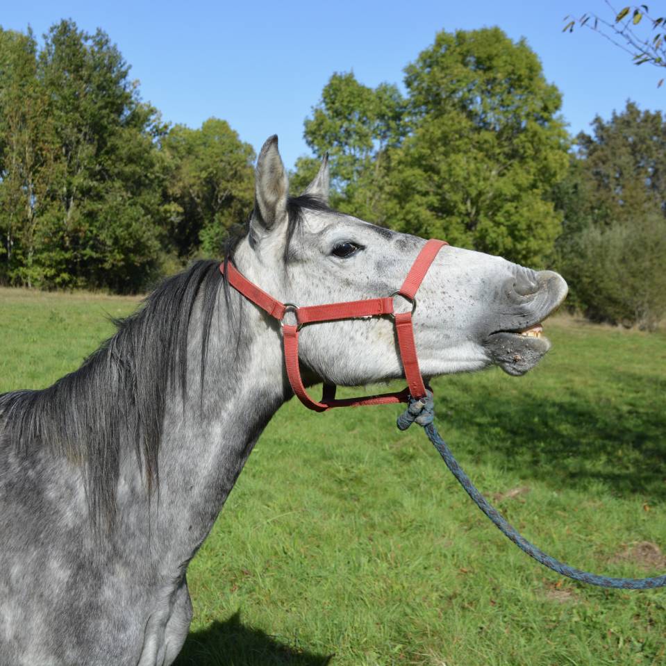 poney 6 ans 140 cm 