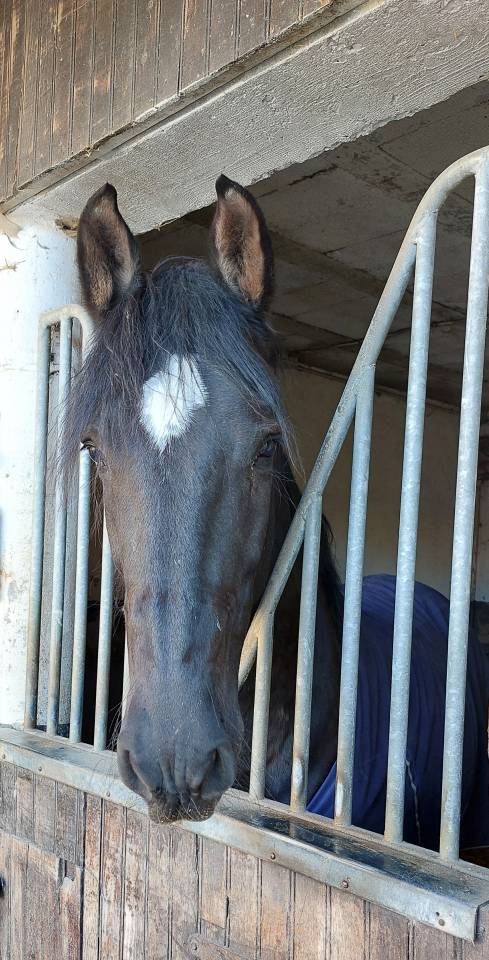 Ecurie de Propri&eacute;taires proche de Paris