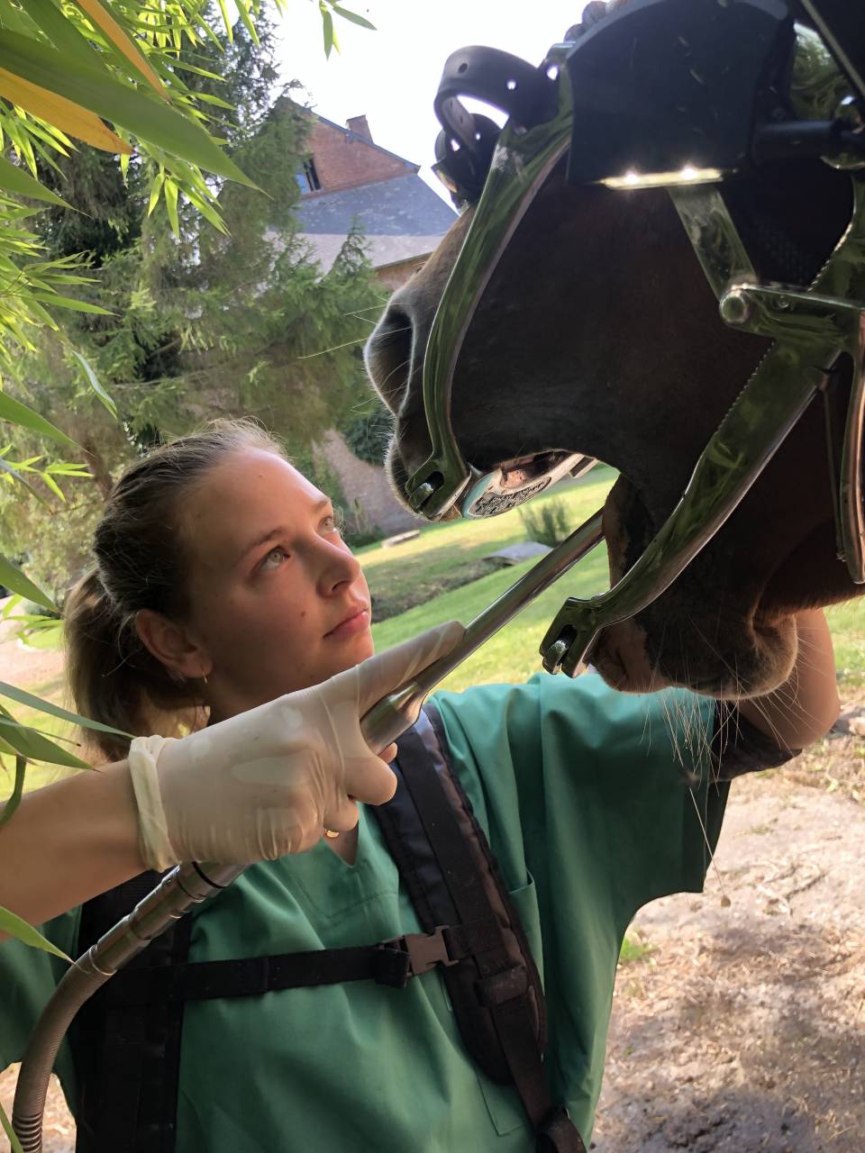 Flore Lefevre Technicien dentaire équin 