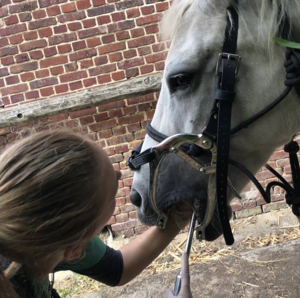 Flore Lefevre Technicien dentaire équin 