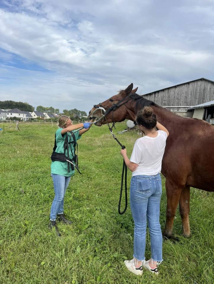 Flore Lefevre Technicien dentaire équin 