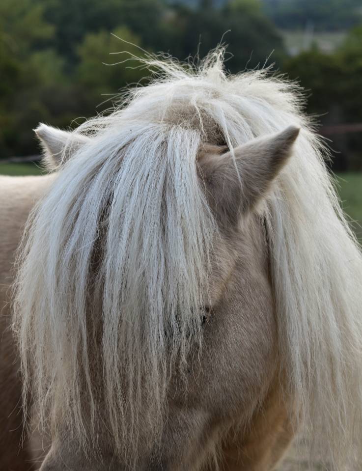 Poney shetland PP palomino