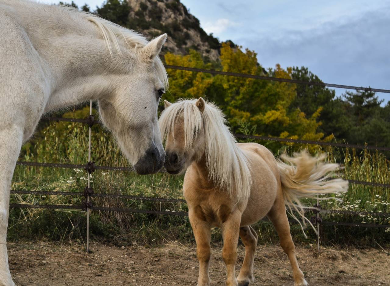 Poney shetland PP palomino