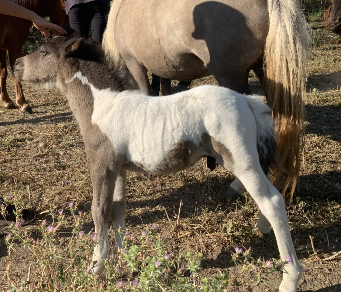 Poney shetland PP palomino