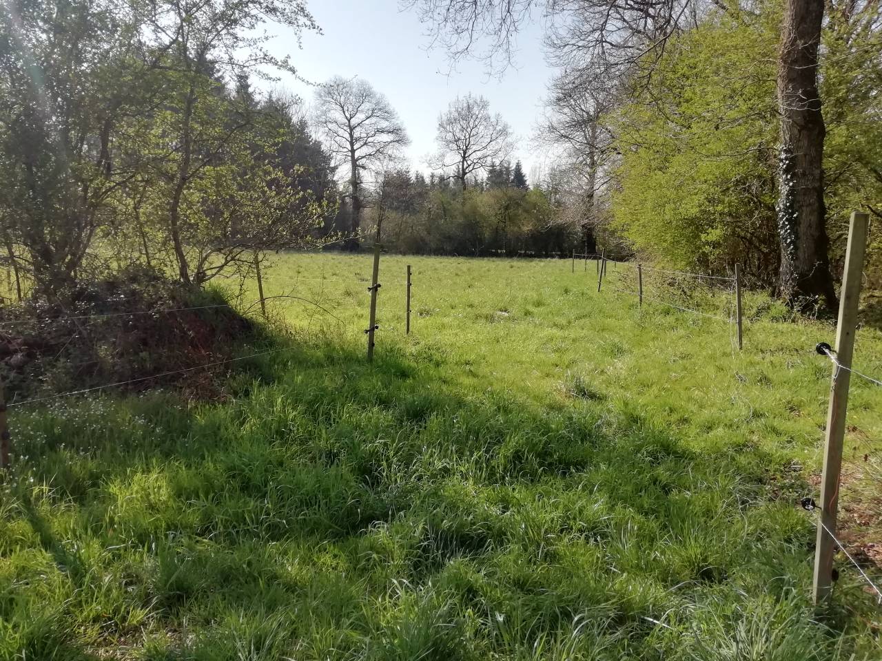 Pension pré/retraite (chevaux/poneys)