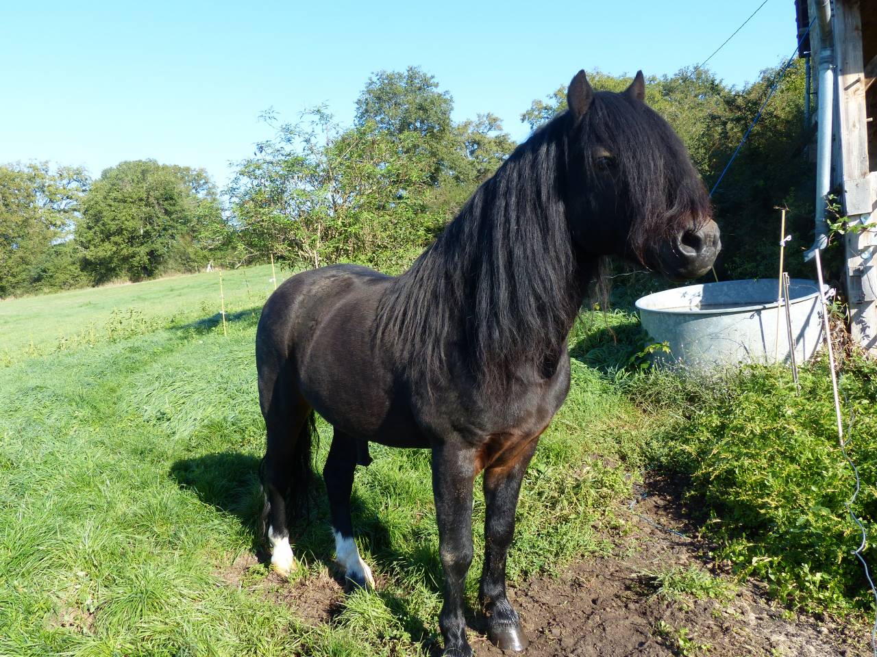 BLUEBERRY HILL SQUARE  étalon Dartmoor approuvé en 2013