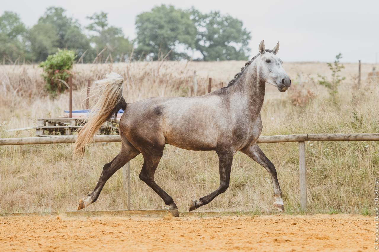 CHEVAL LUSITANIEN 