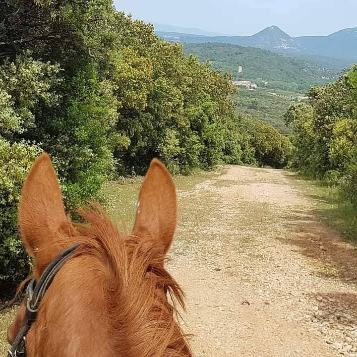 Ecurie de Collombe (83119)