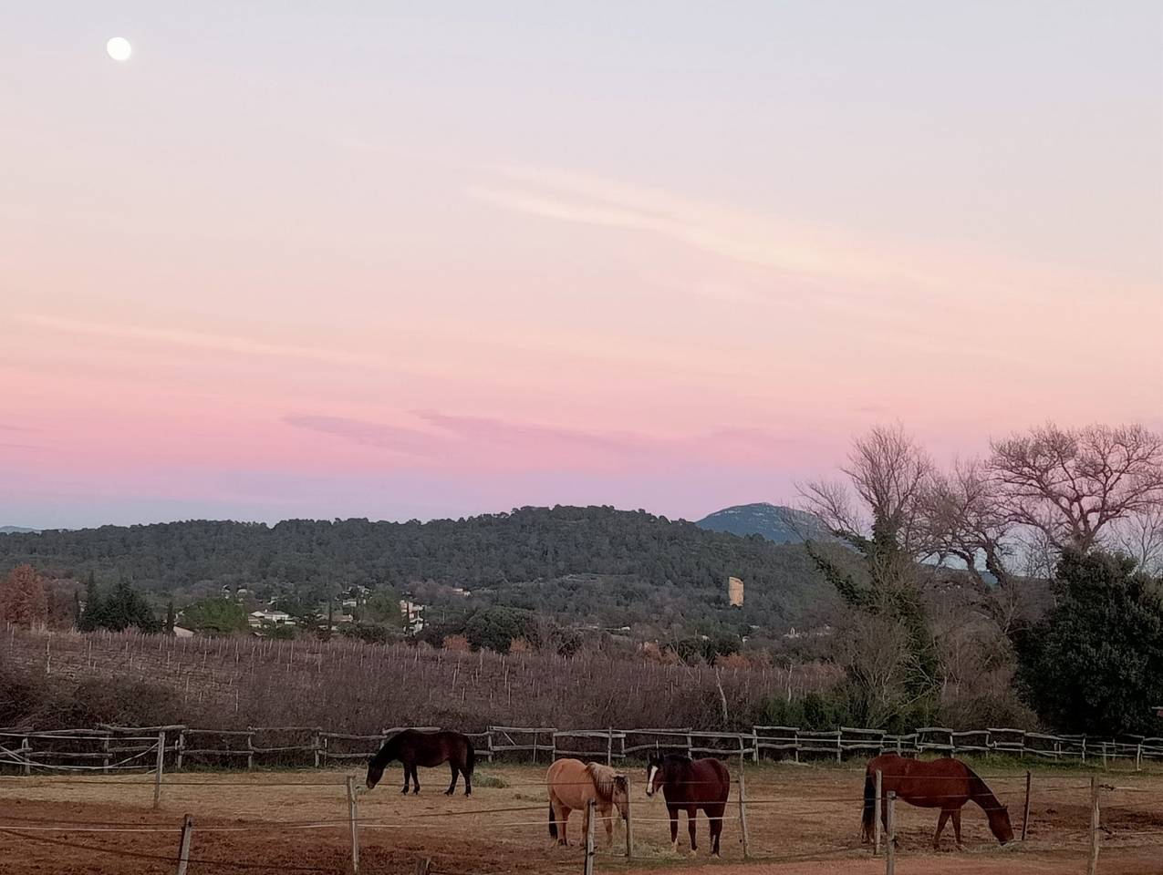 Centre équestre Ecurie de Collombe